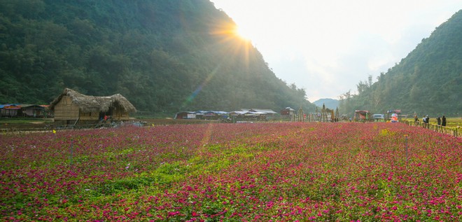 Bên trong thung lũng hoa lớn nhất Việt Nam ảnh 9