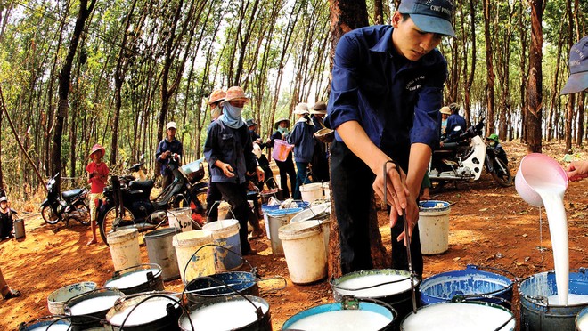 Giá cao su tự nhiên đang thiết lập vùng đỉnh mới trong nhiều năm, dao động quanh 232,5 JPY/kg.