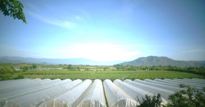 Nhà màng nông nghiệp thông minh của Trang trại Nắng và Gió (GC Food) Ninh Thuận