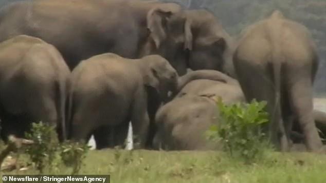 Xúc động khoảnh khắc đàn voi hơn 300 con tụ tập quanh xác chết con đầu đàn, bảy tỏ lòng kính trọng ảnh 2