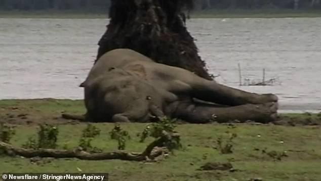 Xúc động khoảnh khắc đàn voi hơn 300 con tụ tập quanh xác chết con đầu đàn, bảy tỏ lòng kính trọng ảnh 1