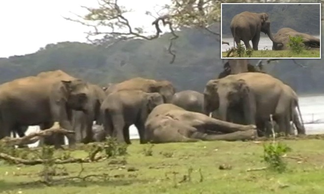 Xúc động khoảnh khắc đàn voi hơn 300 con tụ tập quanh xác chết con đầu đàn, bảy tỏ lòng kính trọng