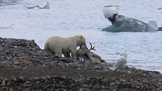 Gấu Bắc Cực phi cả người xuống nước để săn tuần lộc và thực trạng đáng buồn đằng sau đó ảnh 1