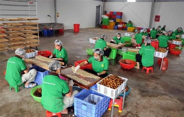 Nhân viên Công ty cổ phần xuất nhập khẩu hoa quả Sơn La chế biến long nhãn. (Ảnh: Quang Quyết/TTXVN).