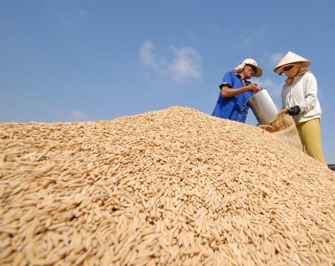 Thêm một doanh nghiệp gửi đơn cầu cứu về việc xuất khẩu gạo