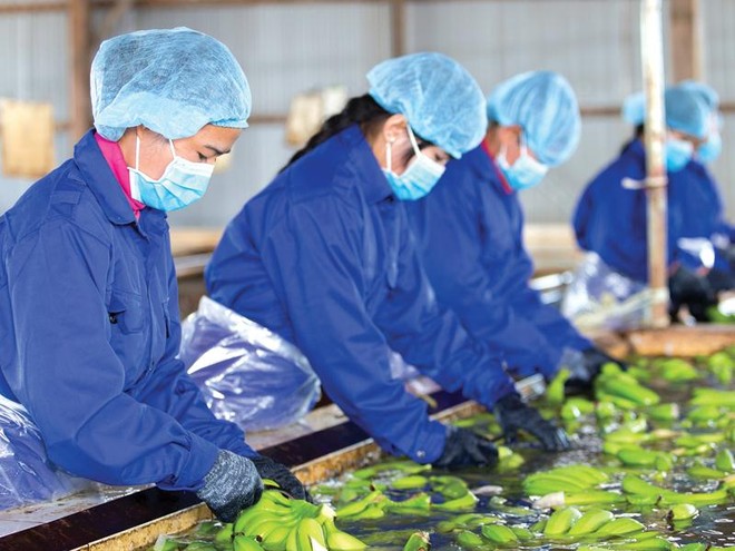 Thaco đang đầu tư hoàn thiện chuỗi giá trị trái cây khép kín - những bước đi đầu tiên của kế hoạch lớn trong mảng nông nghiệp.