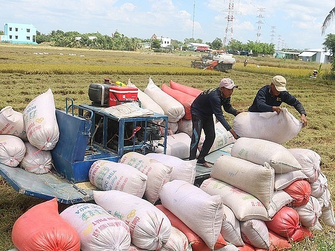Giá gạo xuất khẩu của Việt Nam đang diễn biến theo chiều hướng có lợi, với giá