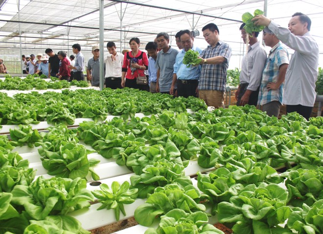 Mô hình sản xuất rau sạch ứng dụng công nghệ cao trên địa bàn TP. Đà Nẵng.