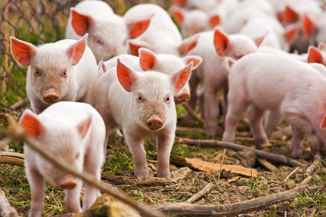 Tổng số kinh phí đã chi từ ngân sách nhà nước để thực hiện chính sách phòng, chống bệnh dịch tả lợn châu Phi là trên 12.000 tỷ đồng, bằng khoảng 98% nhu cầu kinh phí. 