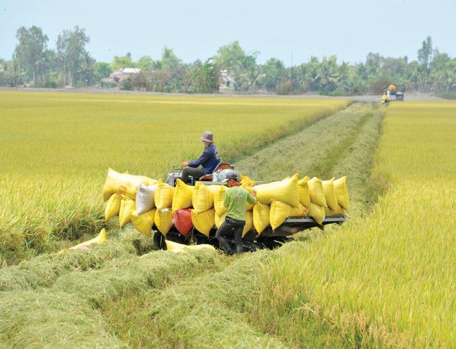 Thu hoạch lúa ở Đồng bằng sông Cửu Long. Ảnh: Gia Bảo