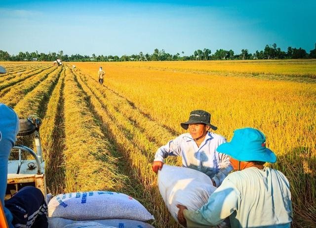 Xuất khẩu gạo của Việt Nam sang Philippines lần đầu tiên đạt hơn 1 tỷ USD vói 2,2 triệu tấn.