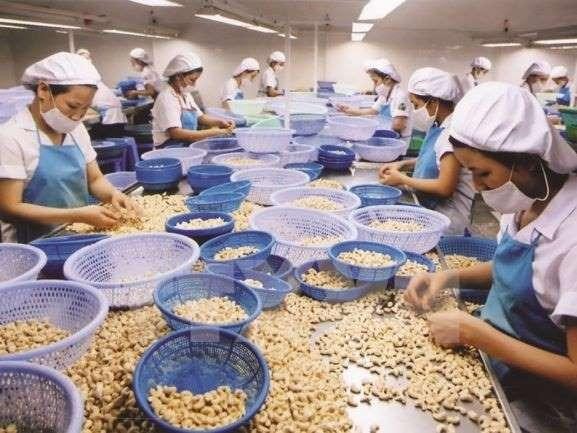 Lo ngại gián đoạn chuỗi cung ứng, doanh nghiệp Mỹ đề nghị Chính phủ ưu tiên vaccine cho lao động nông nghiệp trong đó có ngành điều tại Việt Nam.