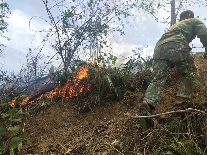 Cháy rừng gây sự cố nghiêm trọng đường dây 500kV Dốc Sỏi – Pleiku 2 ảnh 2