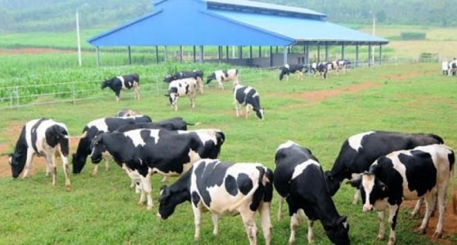 Vì sao Vilico (VLC) không đầu tư vào Mộc Châu Milk (MCM) dù có đủ nguồn lực tài chính?