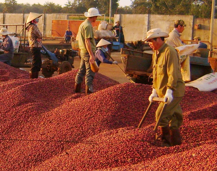 Sản lượng cà phê xuất khẩu 11 tháng năm 2017 đạt 1,267 triệu tấn, trị giá 2,897 tỷ USD, giá xuất khẩu bình quân 2.286 USD/tấn, tăng 24,2% so với cùng kỳ.