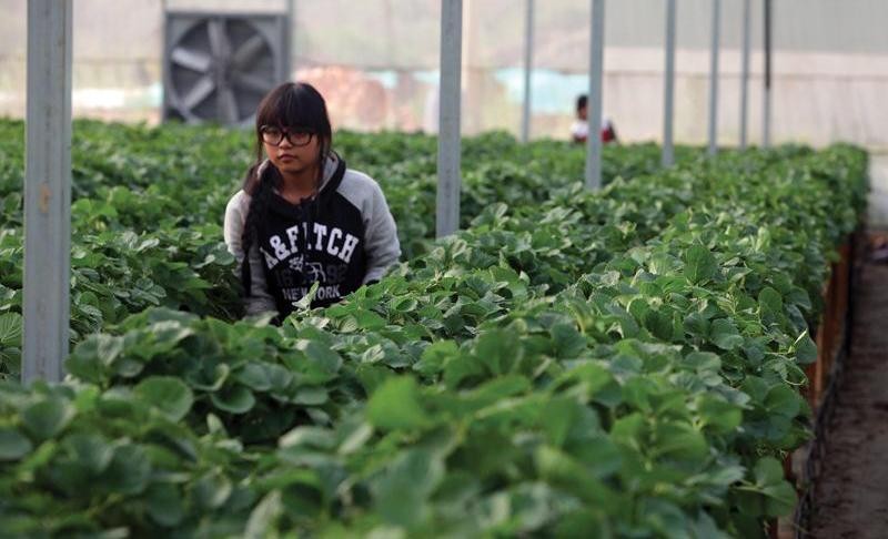 Ba câu hỏi của WB về đầu tư vào nông nghiệp của Việt Nam