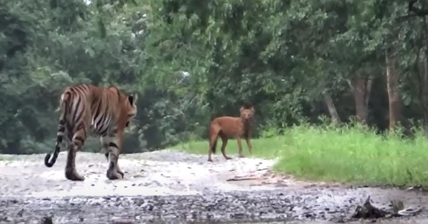 Hổ Bengal đua tốc độ cùng sói đỏ, nhận cái kết hài hước