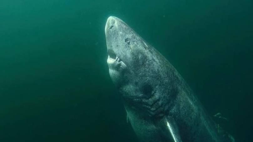 Phát hiện "cụ" cá mập già nhất trên thế giới sắp tròn 400 tuổi 