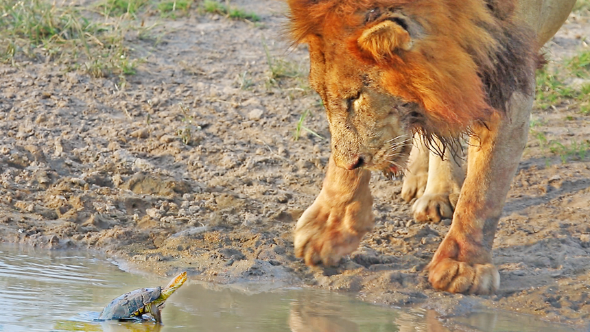 Sinh vật tý hon khiến cặp sư tử dũng mãnh cũng phải "bó tay" khi đối đầu