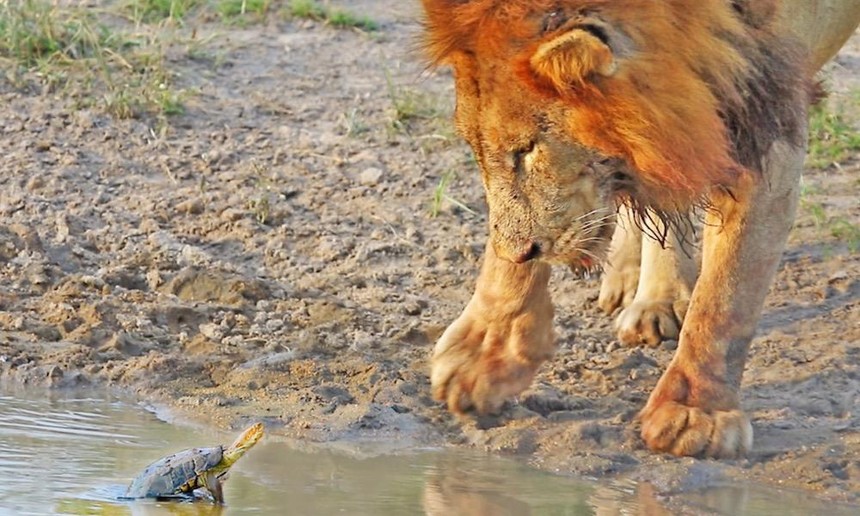 Chú rùa nhỏ đuổi cặp sư tử khỏi lãnh thổ