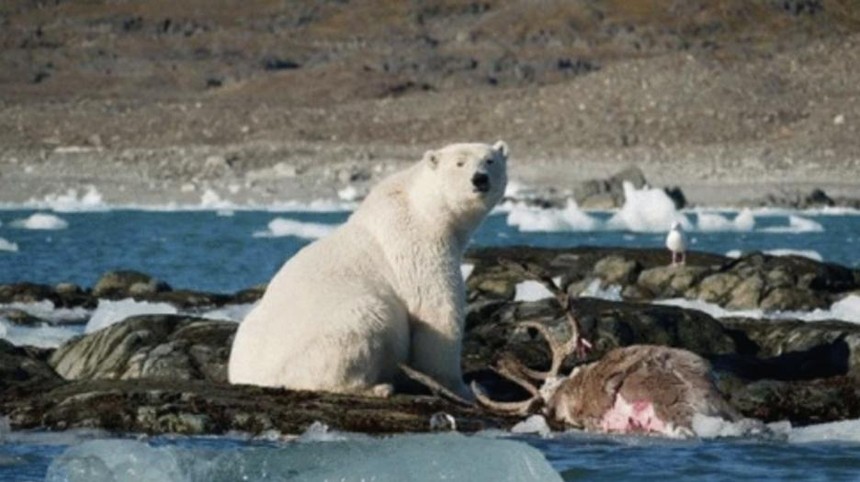 Gấu Bắc Cực phi cả người xuống nước để săn tuần lộc và thực trạng đáng buồn đằng sau đó