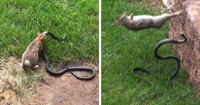 Thỏ mẹ dũng cảm biến buổi đi săn "hoàn hảo" của con rắn đen khổng lồ thành "thảm họa" 