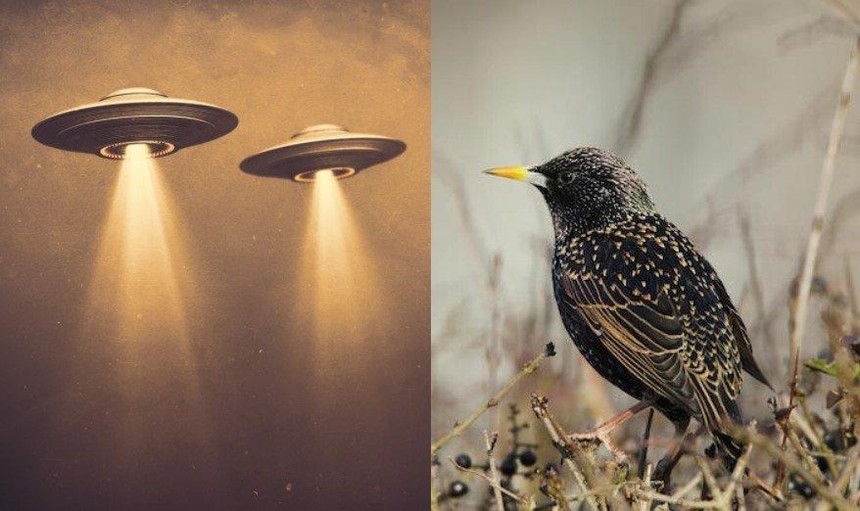 Chuyên gia về UFO cảnh báo về một số loài sinh vật có thể là công cụ giám sát Trái đất được gửi đến bởi người ngoài hành tinh
