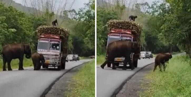 Lý do đằng sau quyết định chặn chiếc xe tải của 2 mẹ con nhà voi khiến ai cũng phải bật cười