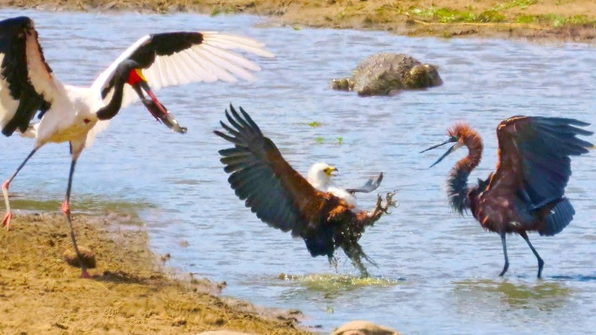 Ba con chim săn mồi khét tiếng tranh nhau miếng ăn và cái kết bất ngờ