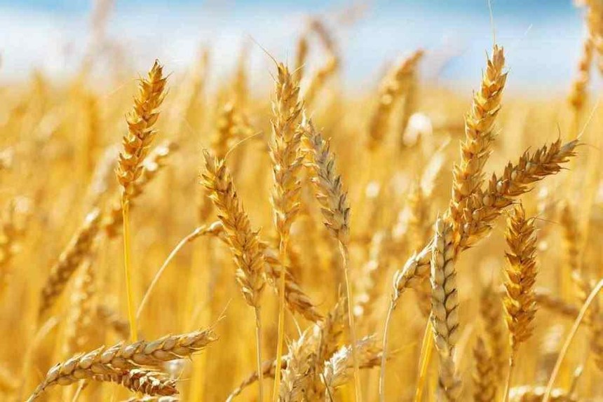 Lệnh cấm xuất khẩu lúa mì của Ấn Độ có ý nghĩa như thế nào đối với thị trường thế giới