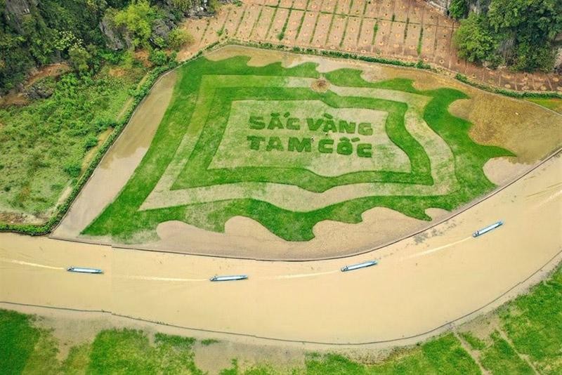 Trên diện tích 10.000 m2, nông dân Ninh Bình cấy lúa tạo hình lá cờ hội với dòng chữ Sắc vàng Tam Cốc. Ảnh Trường Huy